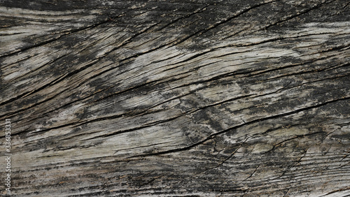 Slika na platnu Ancient curved gray wood trunk, vintage wood background