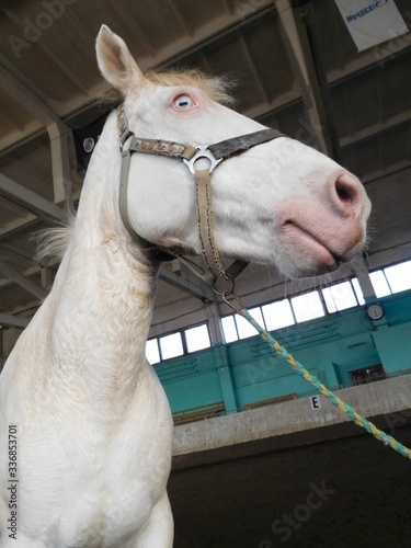white horse with blue eyes portrait close up