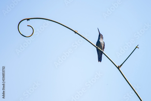 Hummingbird photographed in Burarama, a district of the Cachoeiro de Itapemirim County, in Espirito Santo. Atlantic Forest Biome. Picture made in 2018. © Leonardo