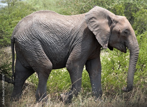 Elephant in the Serengeti National Park  Tanzania Eaast Africa.