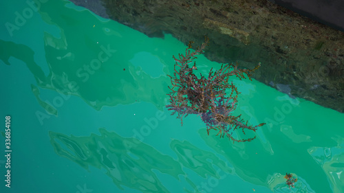 seaweed on a background of turquoise ocean water. clear clear seawater with algae background