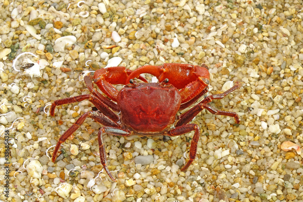 Red crab on the beach. Selective focus