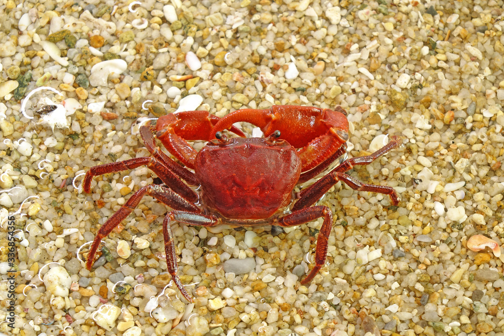 Red crab on the beach. Selective focus Red crab on the beach. Selective focus