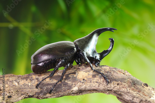 Beetles : Siamese rhinoceros beetle or fighting beetle. Selective focus,blurred background. © Cheattha