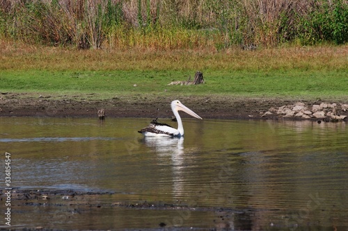Obraz na płótnie A beautiful Australian Pelican swimming in a river, Queensland, Australia. w salonie