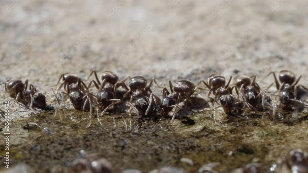 Black Ants Drinking Sugar Water Black Ants Drinking Sugar Water