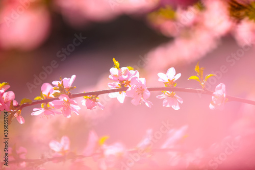 the plum trees bloom, Peach blossoms in bloom © zhengzaishanchu