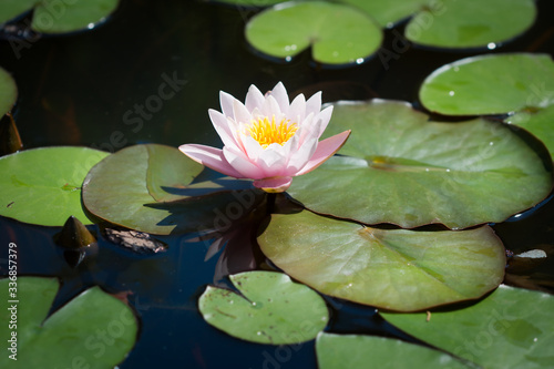 Lotus with yellow pollen on surface of pond. Water lilies in the pond.