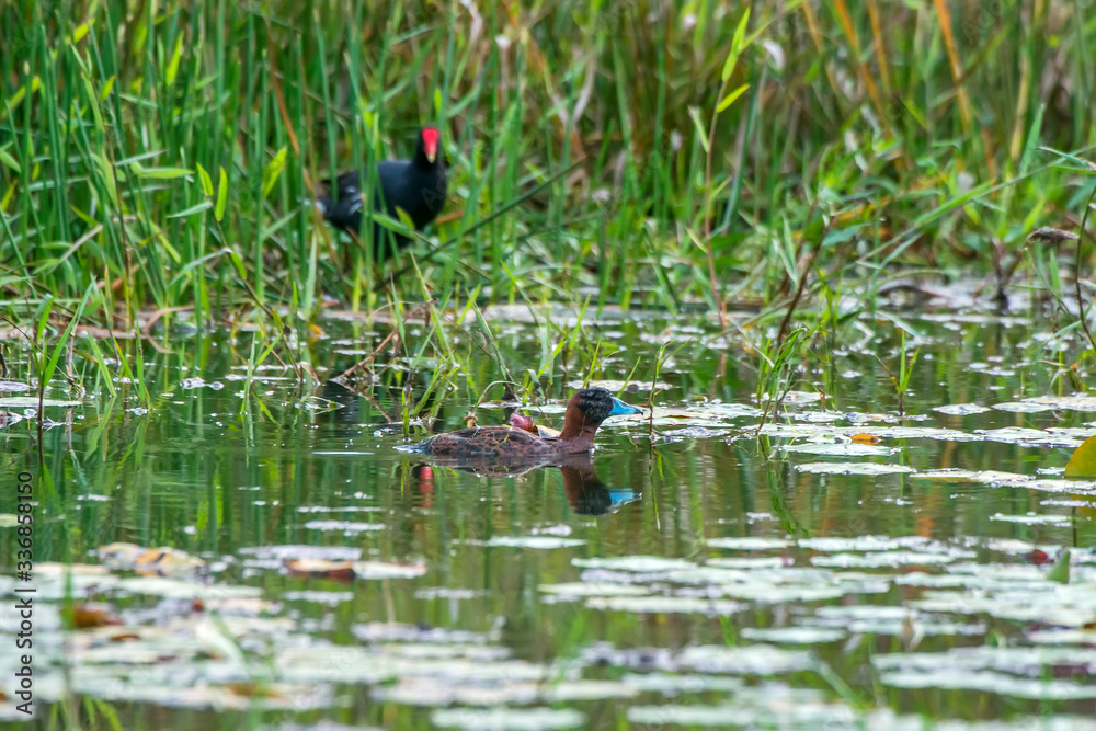 Masked Duck photographed in Burarama, a district of the Cachoeiro de Itapemirim County, in Espirito Santo. Picture made in 2018. Masked Duck photographed in Burarama, a district of the Cachoeiro de Itapemirim County, in Espirito Santo. Picture made in 2018.
