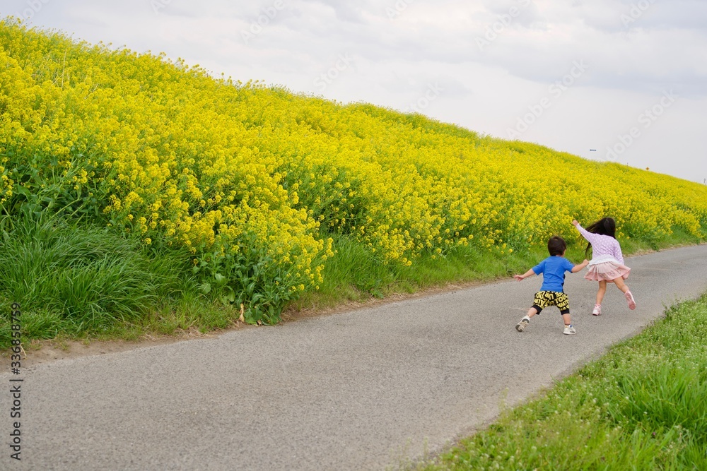 Obraz premium 菜の花ではしゃぐ子ども達