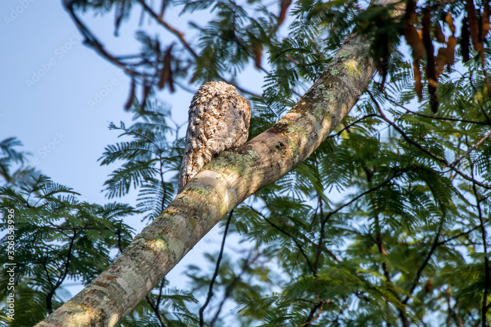Obraz premium Great Potoo photographed in Burarama, a district of the Cachoeiro de Itapemirim County, in Espirito Santo. Picture made in 2018