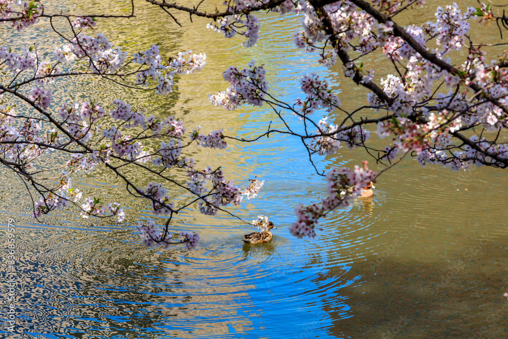 舞鶴公園の桜 舞鶴公園の桜