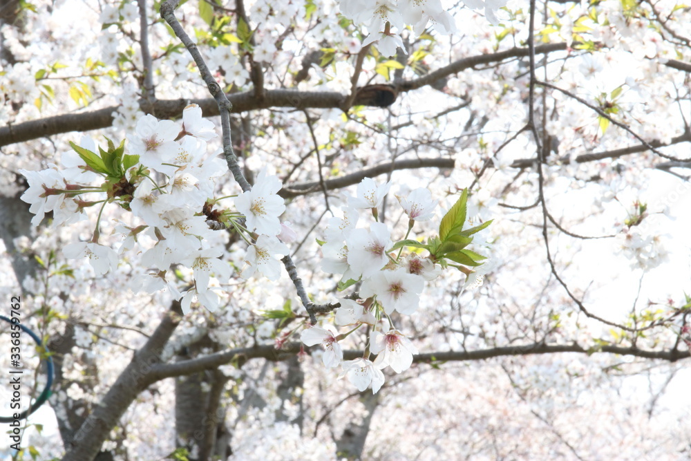 春の昼時に咲くピンクのさくら色の桜
