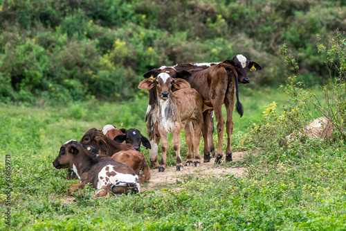 Livestock photographed in Burarama, a district of the Cachoeiro de Itapemirim County, in Espirito Santo. Picture made in 2018.