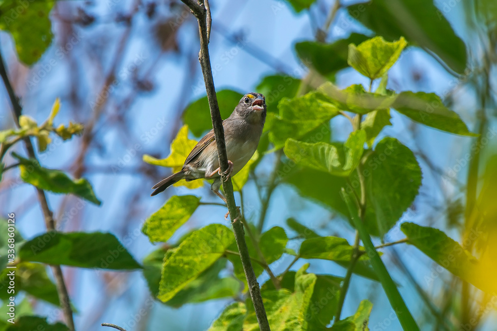 Obraz premium Grassland Sparrow photographed in Burarama, a district of the Cachoeiro de Itapemirim County, in Espirito Santo. Picture made in 2018.