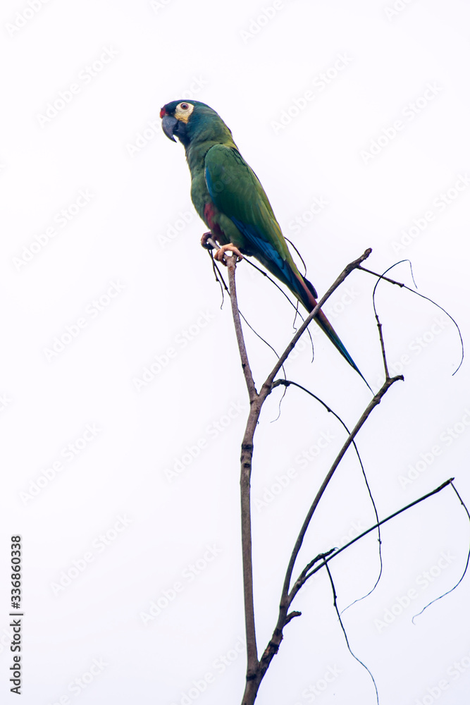 Blue winged Macaw photographed in Burarama, a district of the Cachoeiro de Itapemirim County, in Espirito Santo. Picture made in 2018