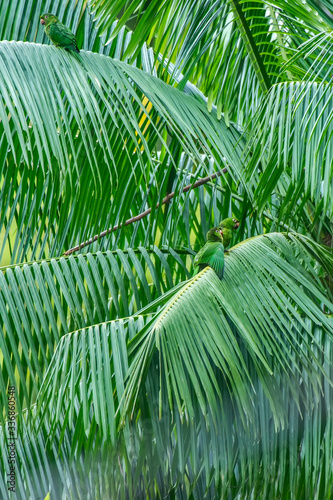  White eyed Parakeet photographed in Burarama  district of the Cachoeiro de Itapemirim County  in Espirito Santo. Picture made in 2018.