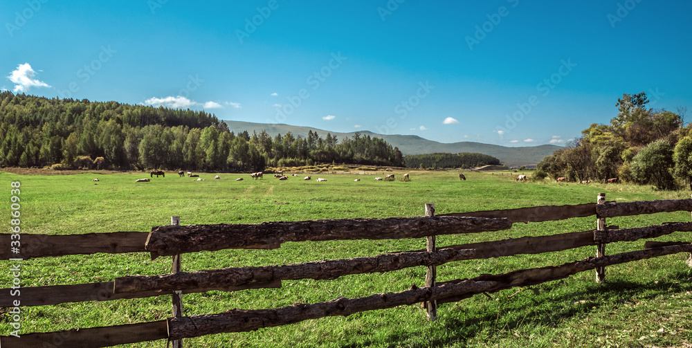 Warm summer day, green grass, blue sky, cows graze in the fields