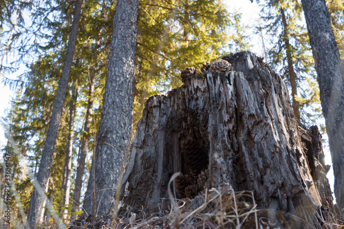 Pine stump in the hollow of which pine cones