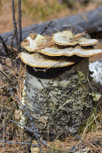 mushrooms on the stump
