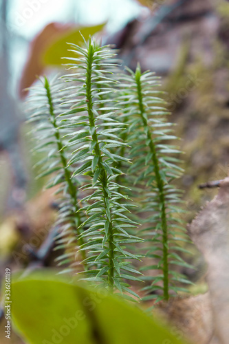 Spring, Siberian forest, plants come to life