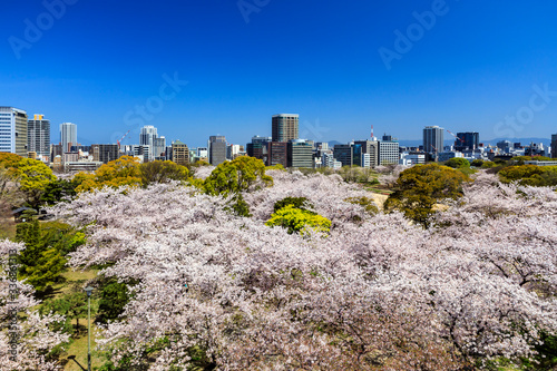 舞鶴公園の桜