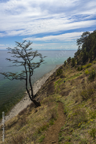 Irkutsk region. Beautiful view of Lake Baikal.  
freestanding tree on a slope of a steep hill on the shore of Lake Baikal