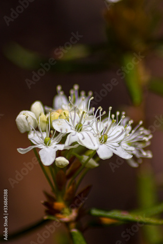 
Ledum marsh - a species of plants from the genus Ledum of the Heather family. In modern Russian-language literature, this species is referred to the genus Bagulnik, in some international databases th