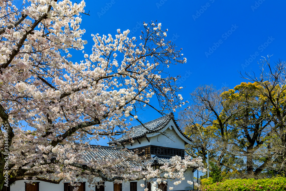 舞鶴公園の桜 舞鶴公園の桜