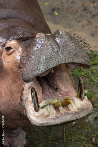 hippo, at the contact zoo in Thailand. Hippo begs for a piece of goodies. The threatening look of his mouth.