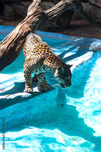 African leopard is the nominative, most widespread subspecies of leopard. 
Leopart is preparing to jump into the water for a treat