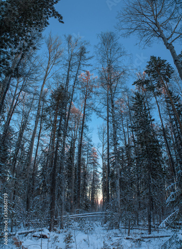  Irkutsk region, Siberian forests in winter. Cold winter, centuries-old pine trees, sunset, blue sky, white snow