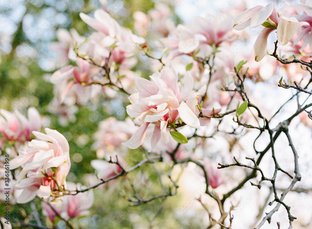 Branches of pink colored magnolia tree Branches of pink colored magnolia tree