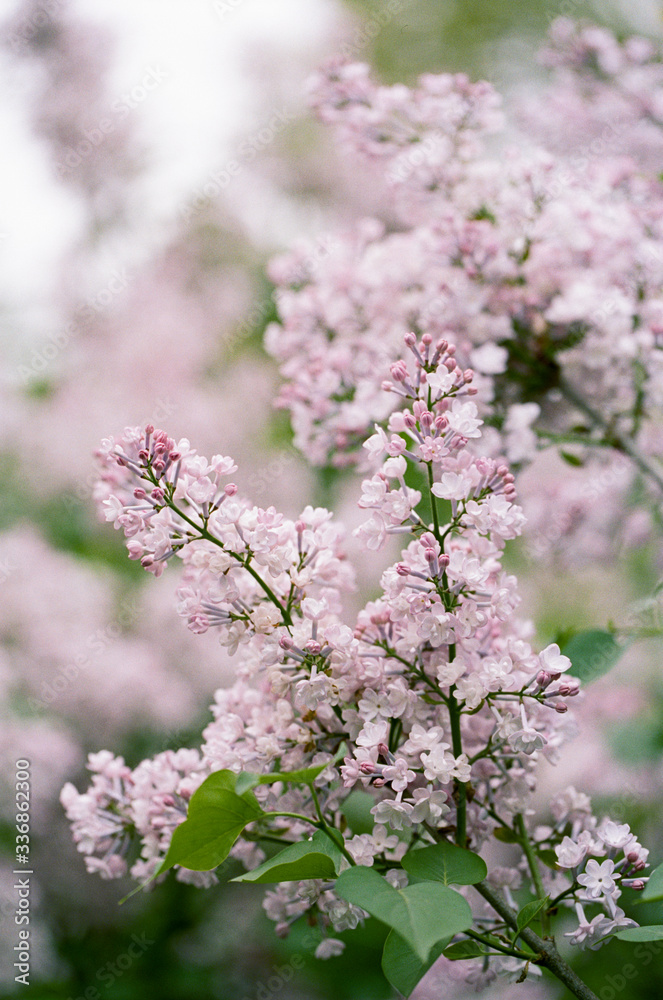 A lilac branch in full bloom outside A lilac branch in full bloom outside