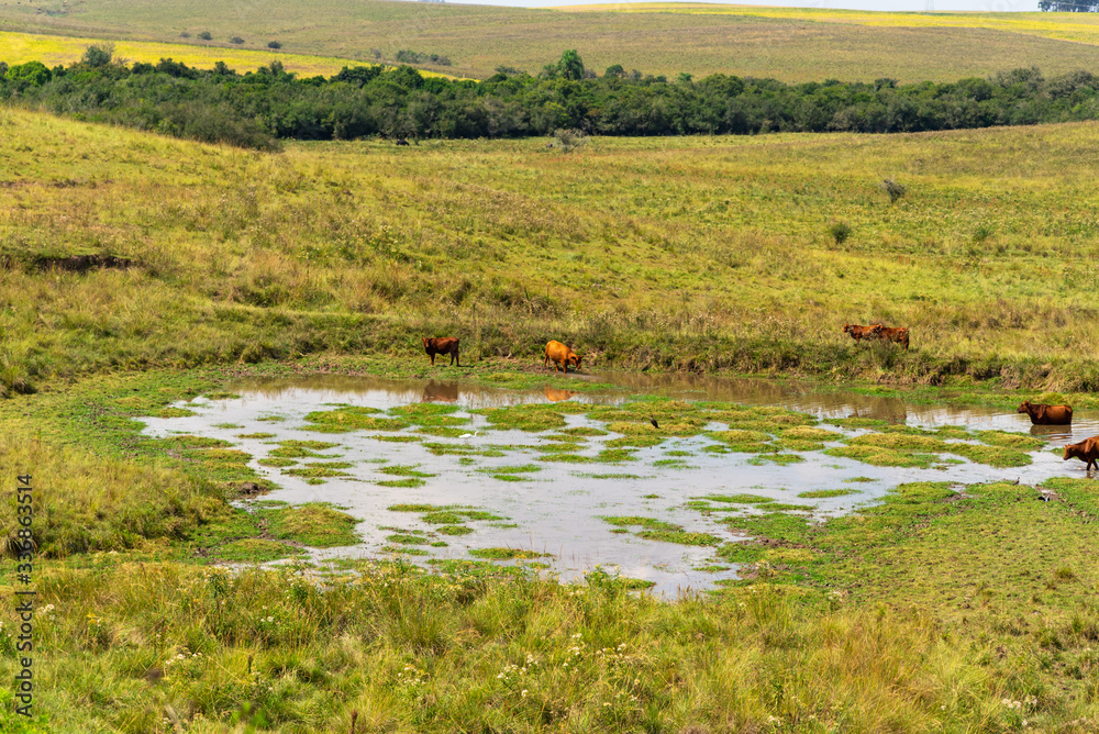 Herd of Aberdeen-Angus cattle cooling in weir water on a farm in southern Brazil
