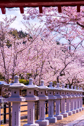 満開の桜と安倍文殊院参道