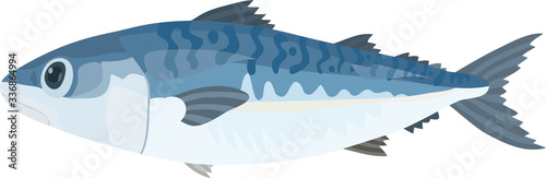 Vector illustration of mackerel on white background