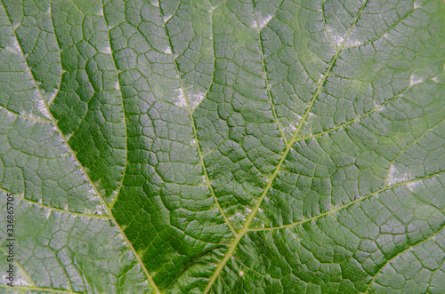 Detail green pattern of pumpkin leaf texture