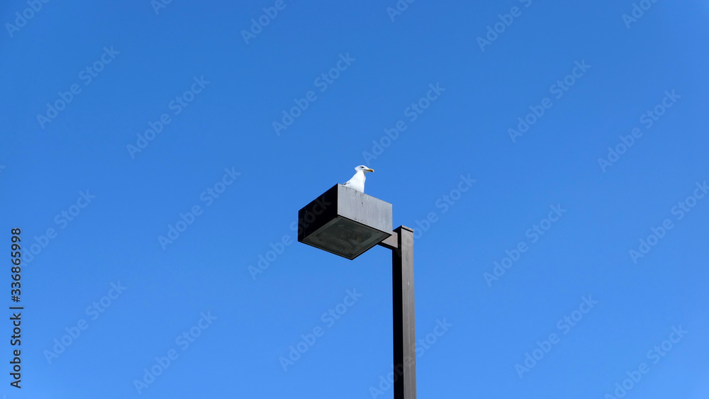 seagull on the street lamp on blue sky seagull on the street lamp on blue sky