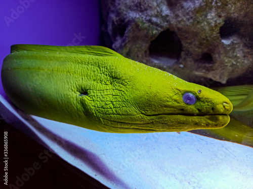 Photos Green blue-eyed moray eel
