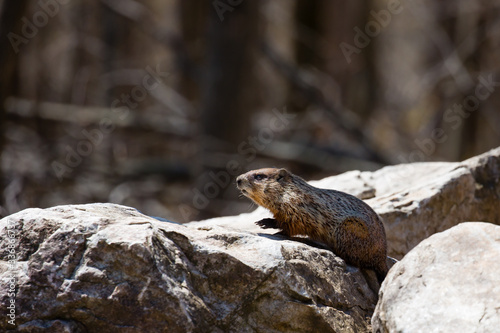 Groundhog (Marmta Monax) or woodchuck standing alert on a rock in Wisconsin