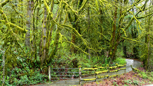 trees in the rainforest park western Washington