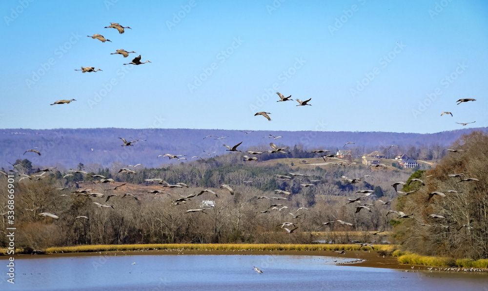 Sandhill Cranes in natural environment in Hiwasee wildlife refuge in Birchwood Tennessee.
