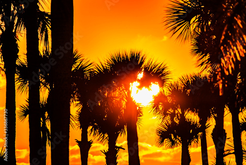 Sun in Trees, palm trees, orange sun, Florida, Siesta Key, Florida, Point of Rocks, Sarasota