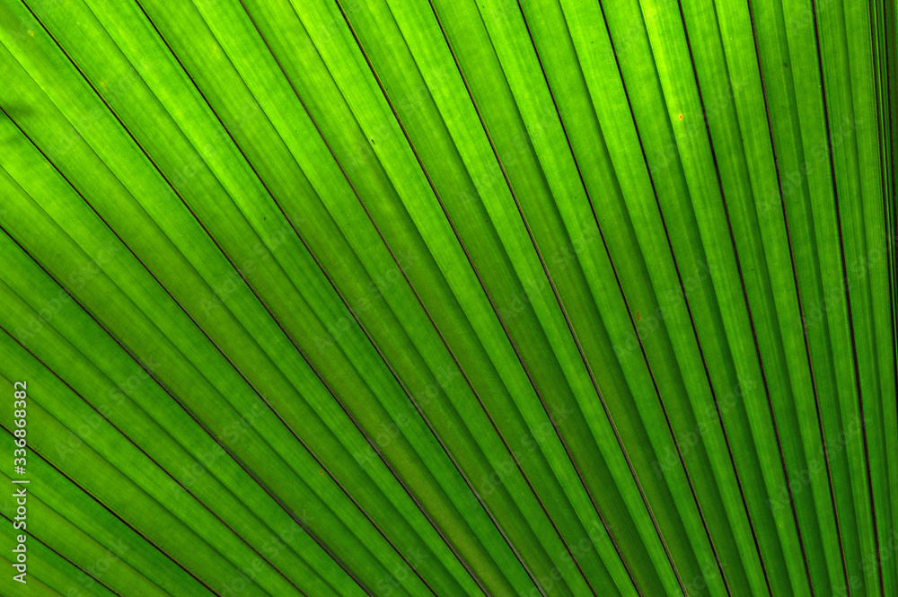 Tropical palm leaf Tropical palm leaf