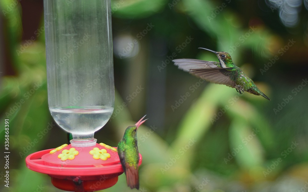 Obraz premium hummingbird in flight