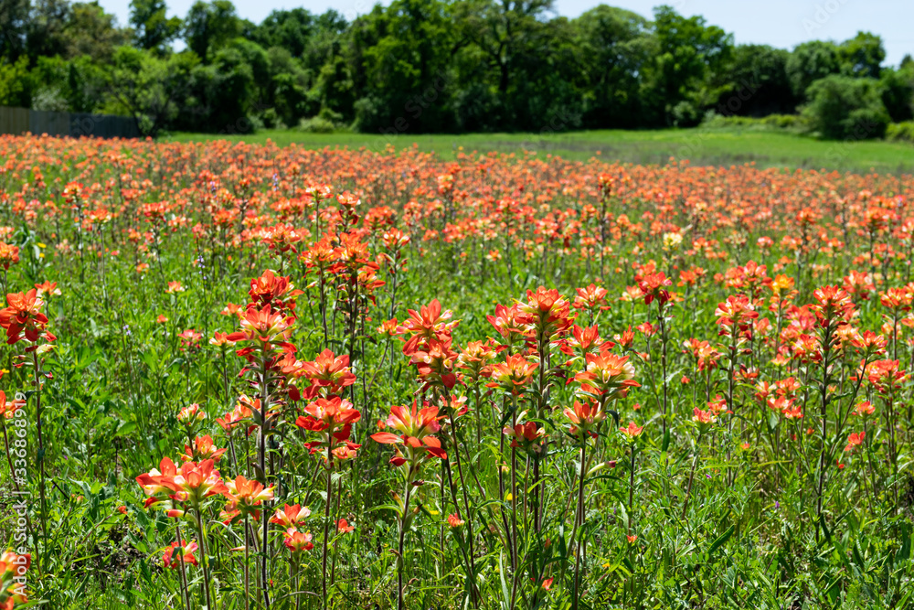 Field full of Indian Paintbrush flowers