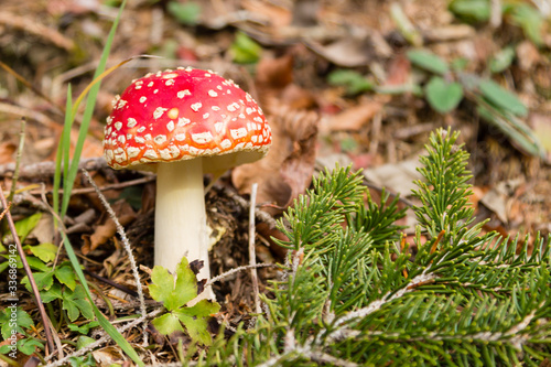 Amanita muscaria mushroom close up, nature background