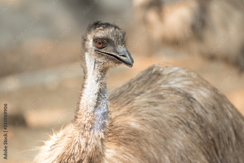 Fototapeta premium emu close up