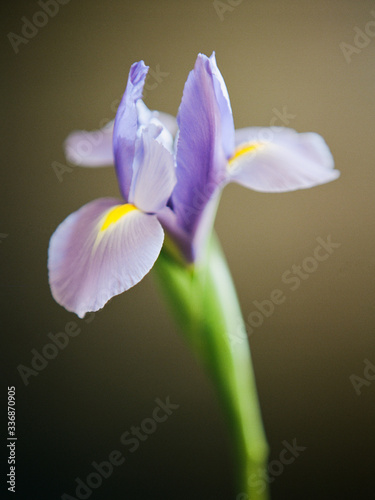 A close up of a freshly cut blooming iris flower